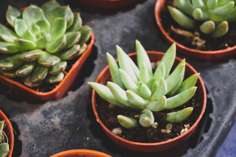 Plants that brave the cold